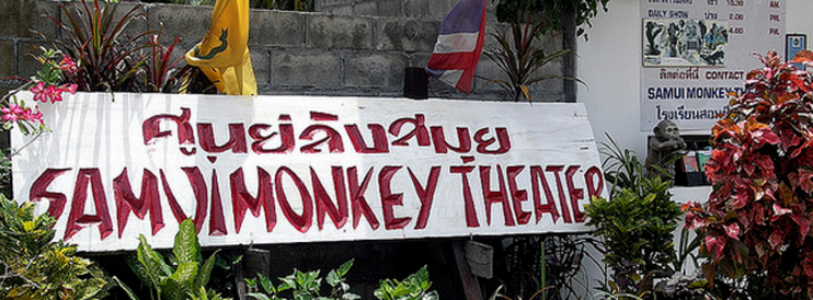 泰国苏梅岛猴子剧场