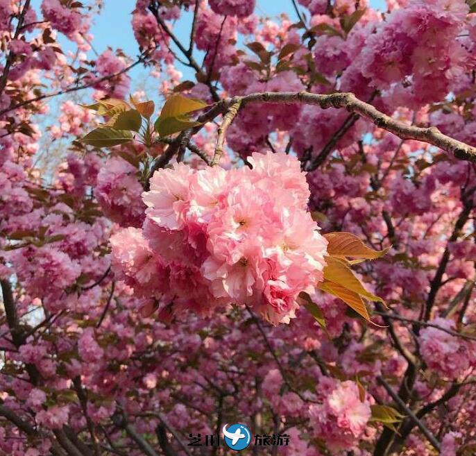 韩国全州樱花节包车 韩国全州樱花村包车一日游