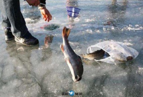 韩国 江原道 冬季冰上钓鱼 包车一日游