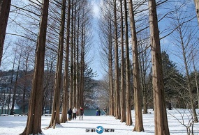 韩国 冬季 南怡岛滑雪 包车一日游