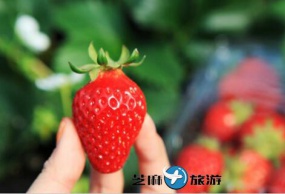 韩国首尔南怡岛+晨静树木园+摘草莓一日游包车服务