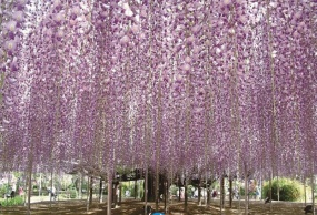 採摘草莓・足利花卉公園賞花・东京一日游包车服务